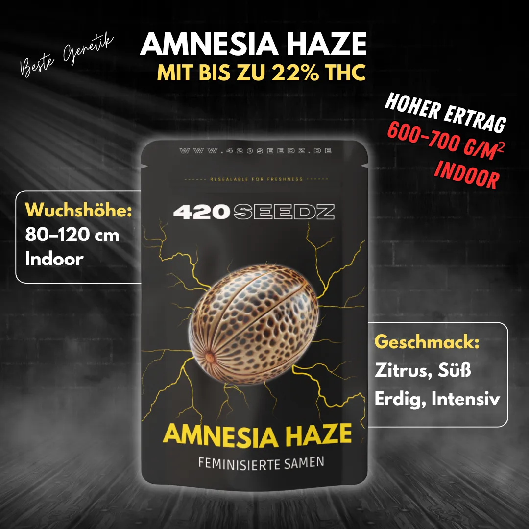 Amnesia Haze – Ansicht 7
