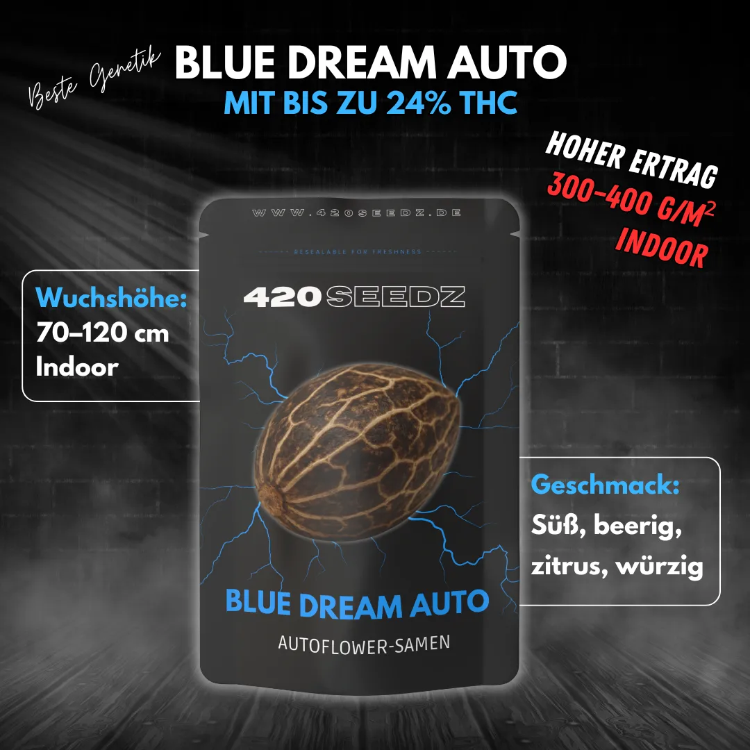 Blue Dream Auto – Ansicht 4