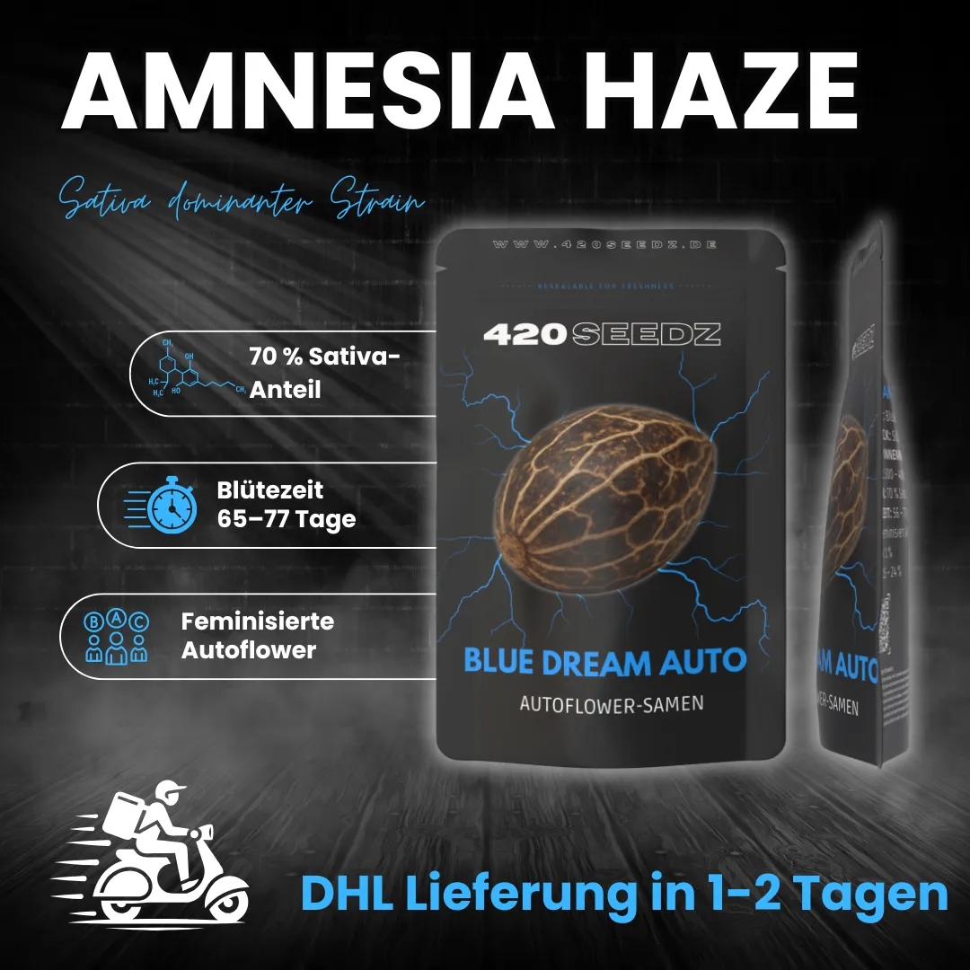 Blue Dream Auto – Ansicht 5