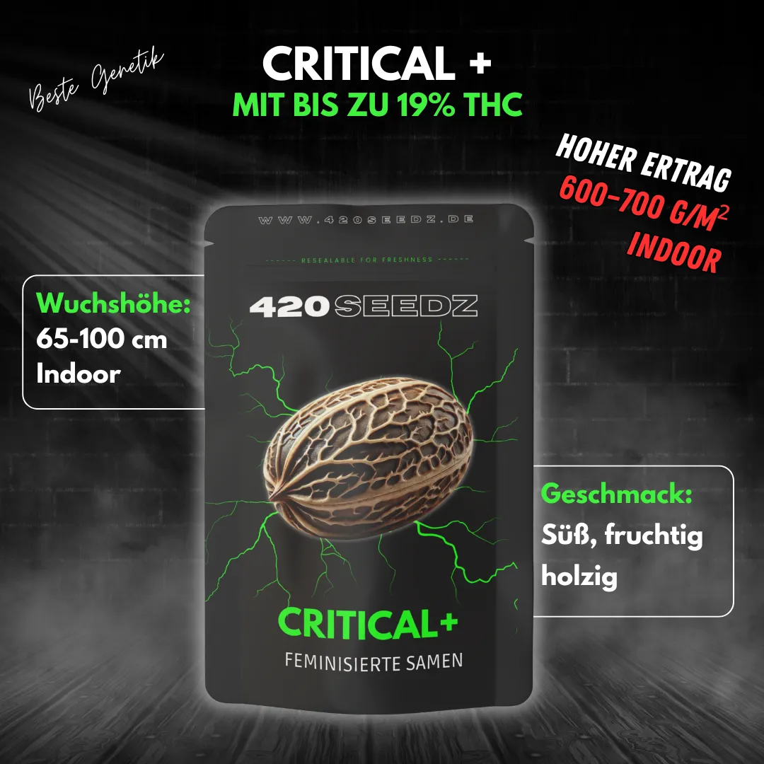 Critical + – Ansicht 4