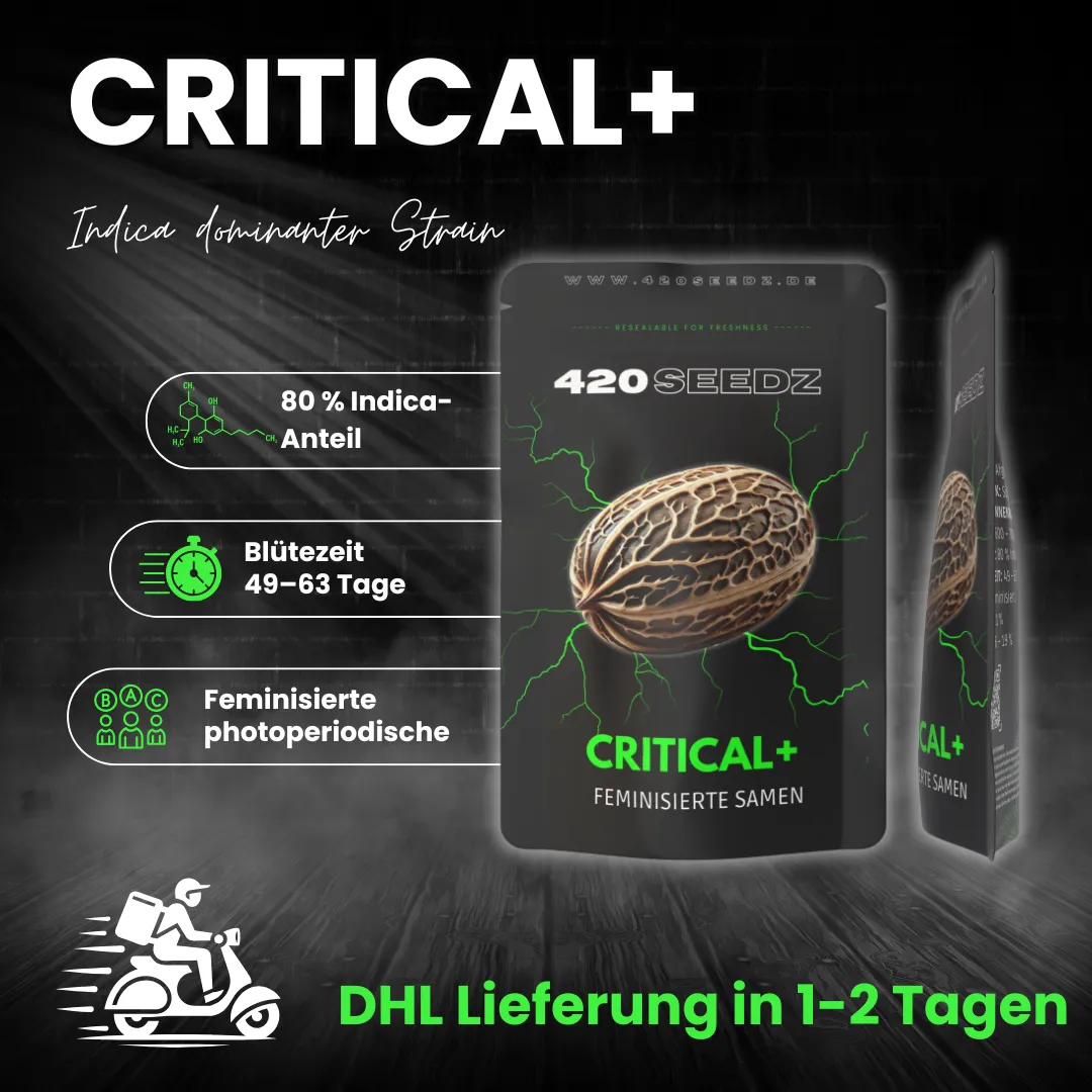 Critical + – Ansicht 5