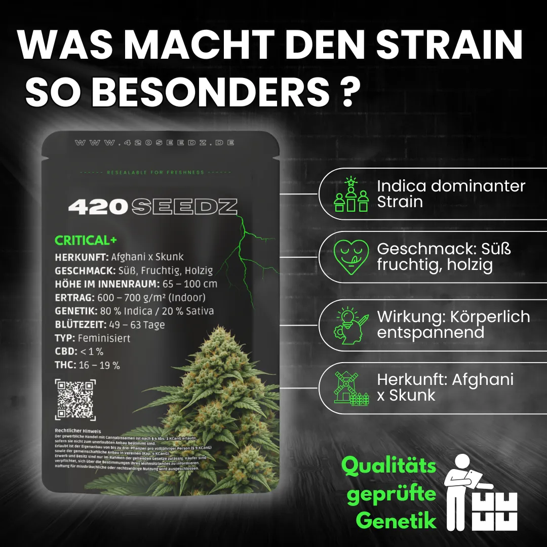 Critical + – Ansicht 8