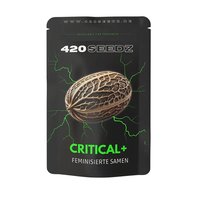Critical + Cannabis Samen – Feminisiert von 420Seedz mit 22% THC