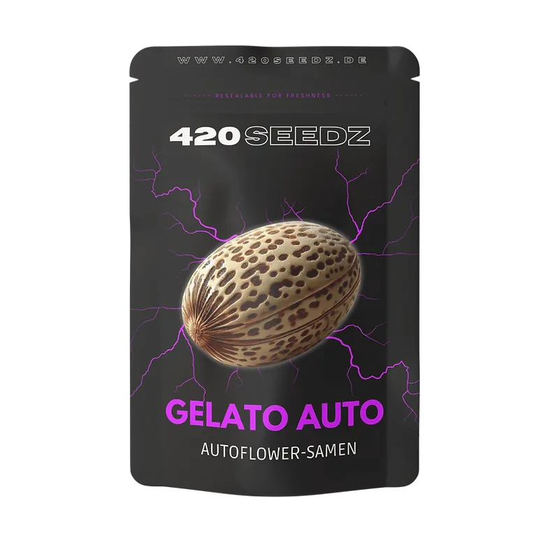 Gelato Auto Cannabis Samen – Autoflower von 420Seedz mit 26% THC